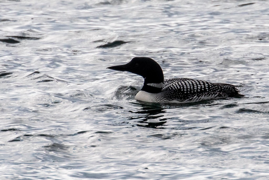 Common Loon - Andy Pollard / Falklands Nature