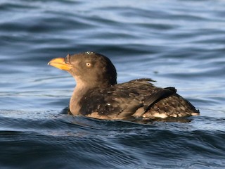 非繁殖期の成鳥／未成鳥 - Scott Olmstead - ML169491691