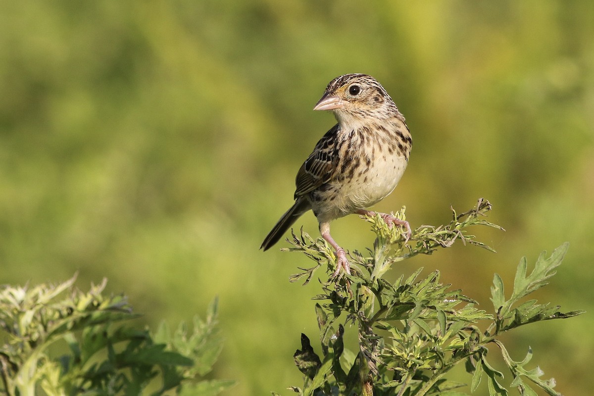 Grasshopper Sparrow - ML169491721