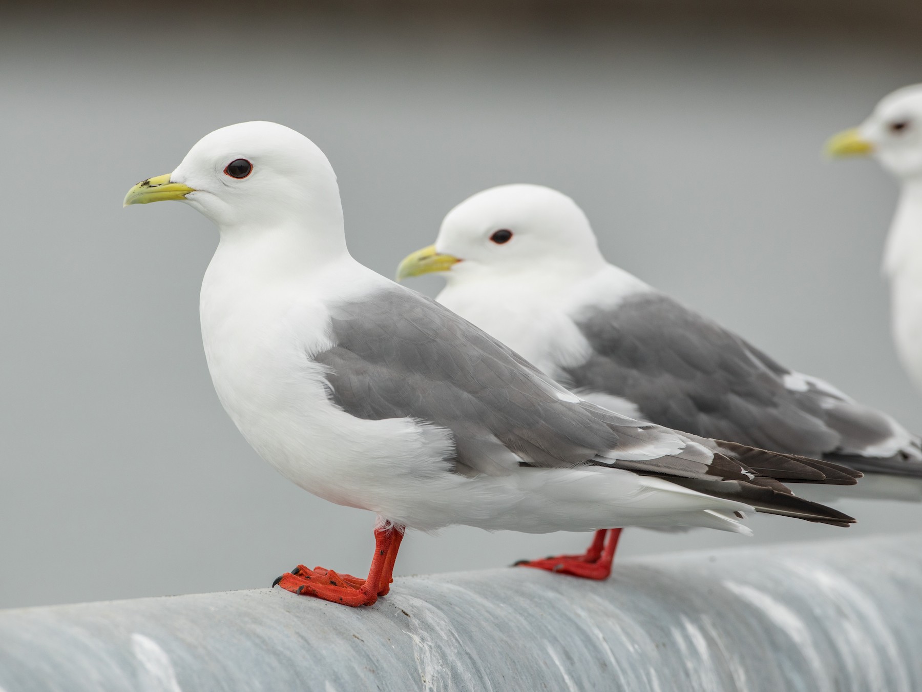 Red-legged Kittiwake - Wolfe R