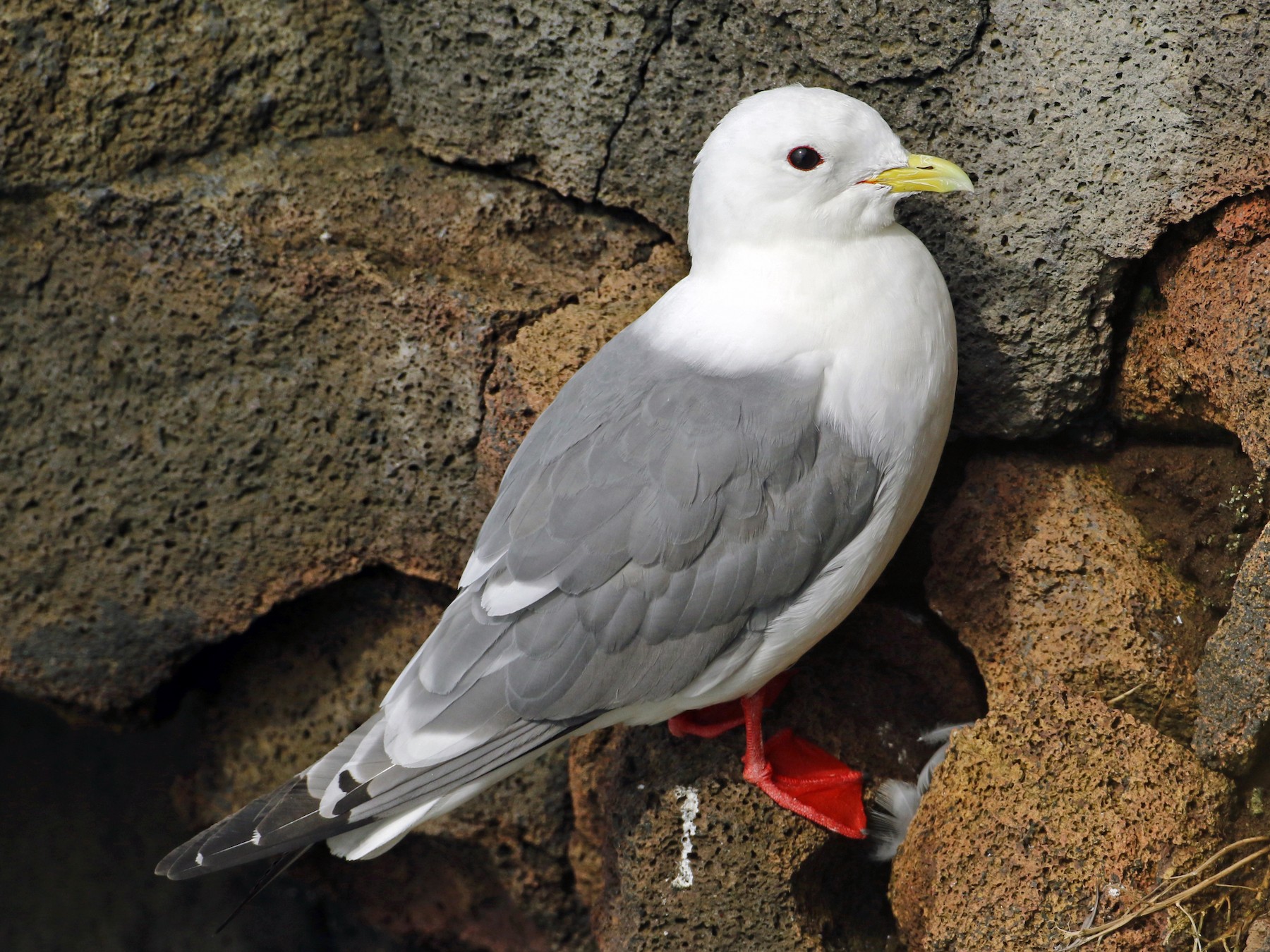 Red-legged Kittiwake - Luke Seitz