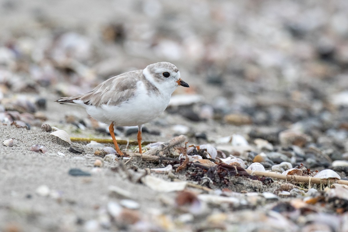 Piping Plover - Nick Dorian