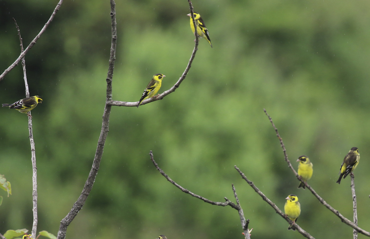 Yellow-breasted Greenfinch - 皓天 白