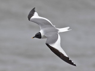  - Sabine's Gull