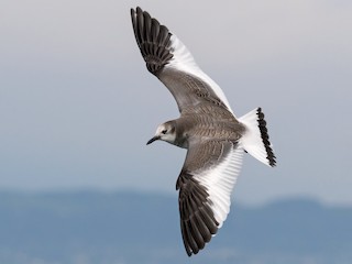  - Sabine's Gull