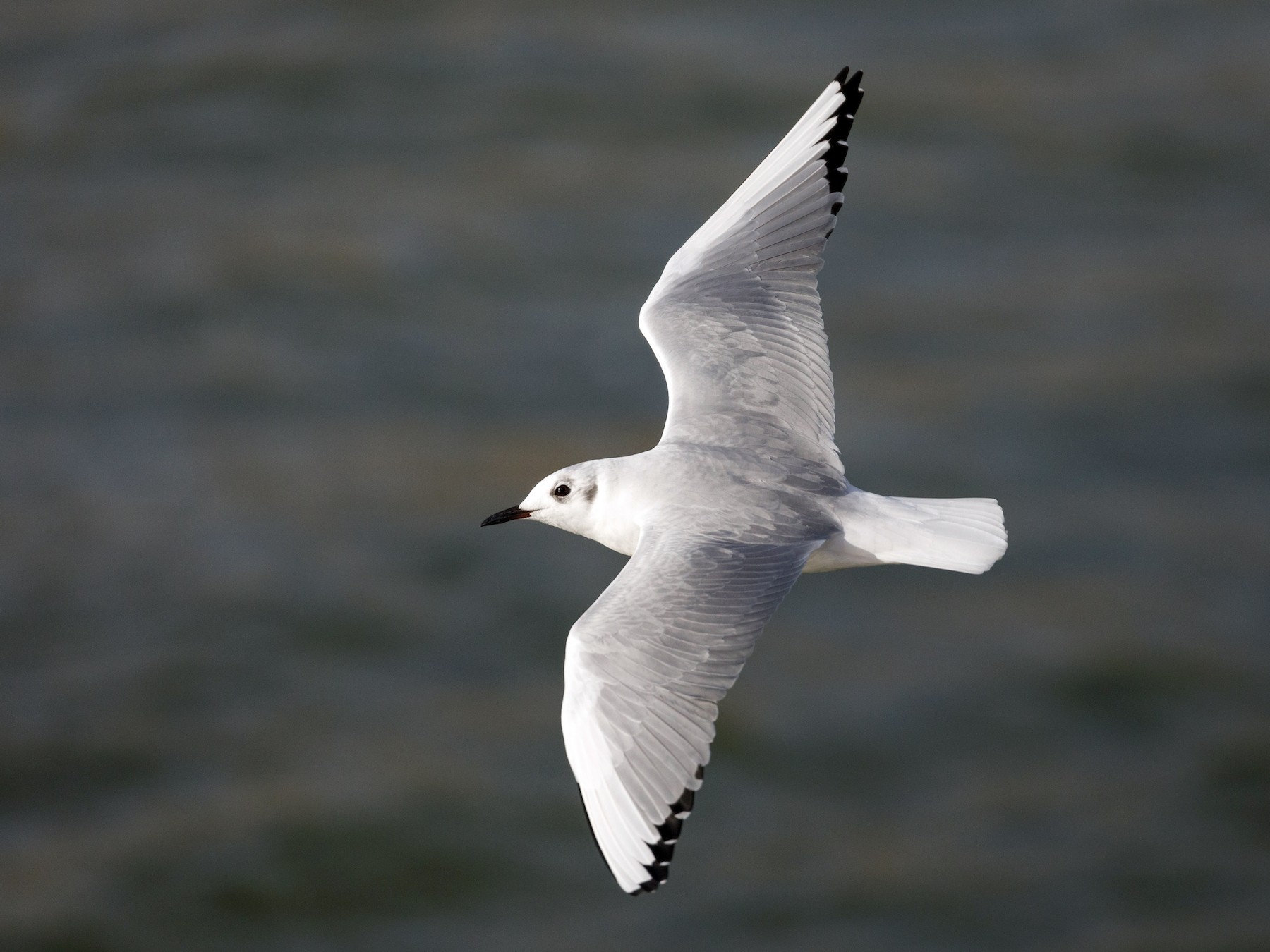 Bonaparte's Gull - Darren Clark