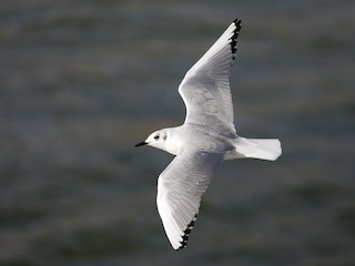 非繁殖期の成鳥 - Darren Clark - ML169495621