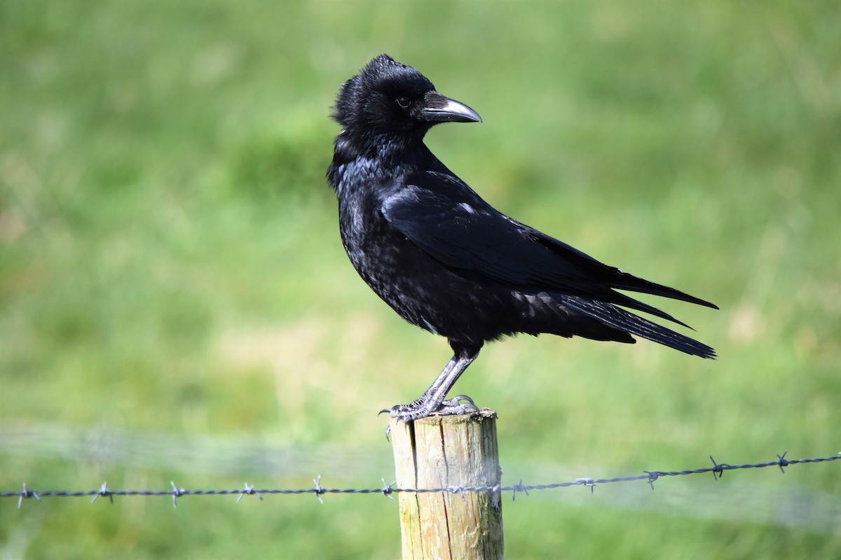 Carrion Crow - Gregory Bryan