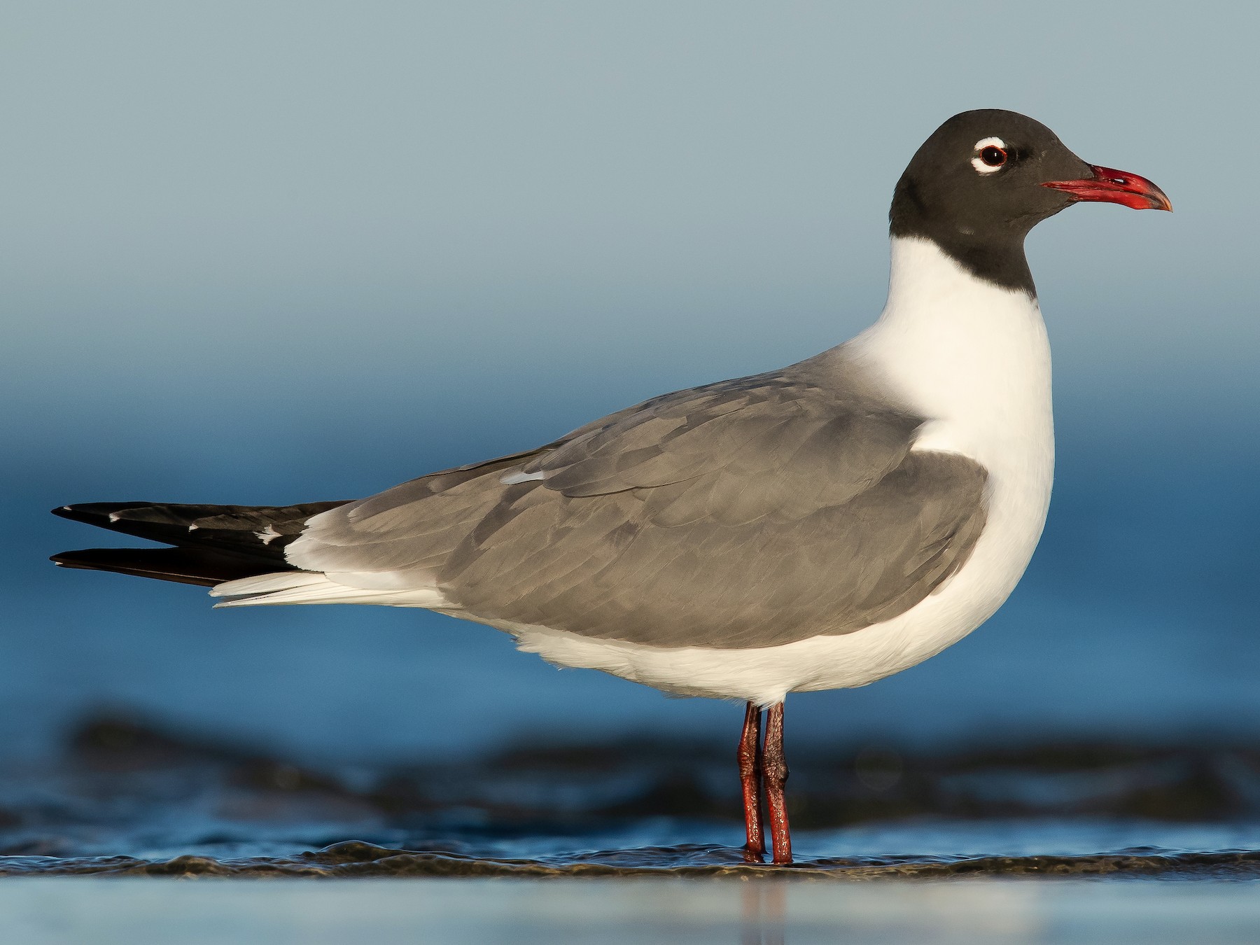 Laughing Gull - Dorian Anderson