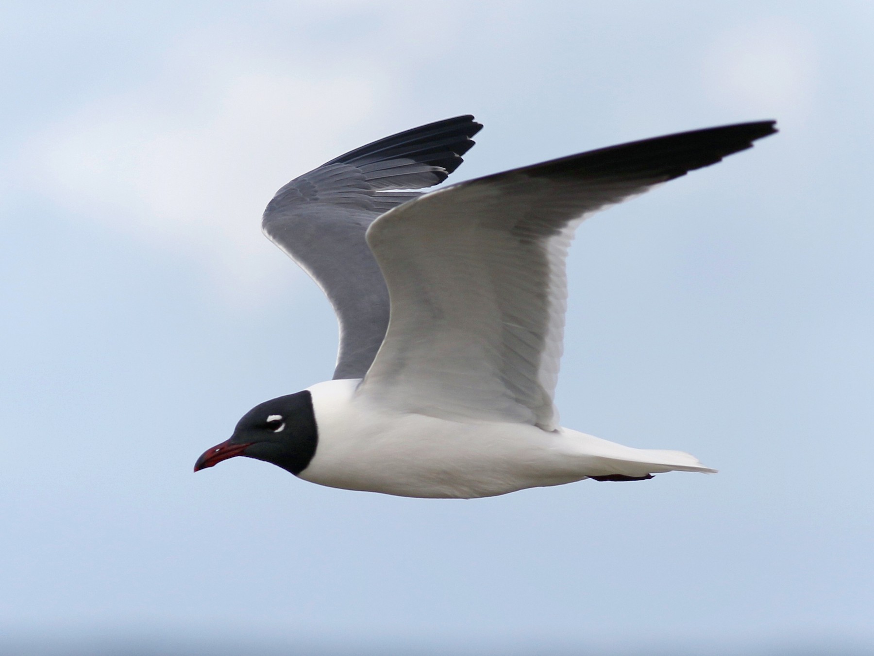 Laughing Gull - John C Sullivan