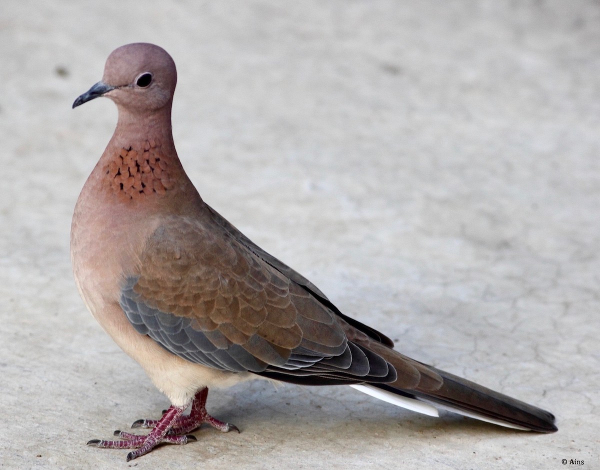Laughing Dove - ML169503471