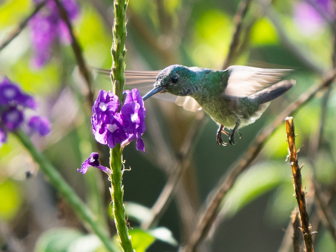 Charming Hummingbird - Chris Fischer