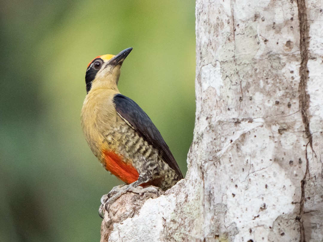 Golden-naped Woodpecker - ML169505461