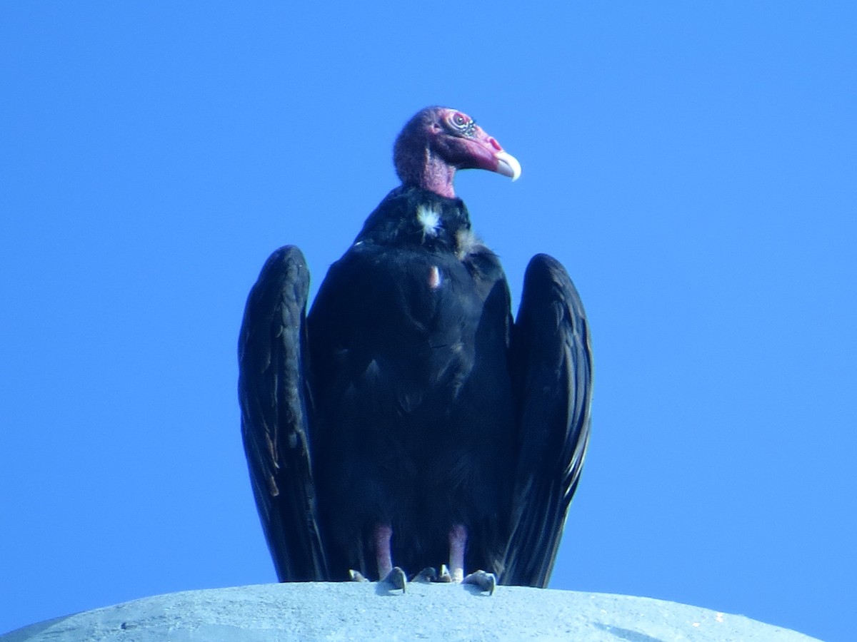 Turkey Vulture - Rob Woodward