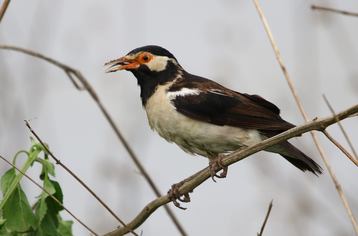 Indian Pied Starling - ML169505711