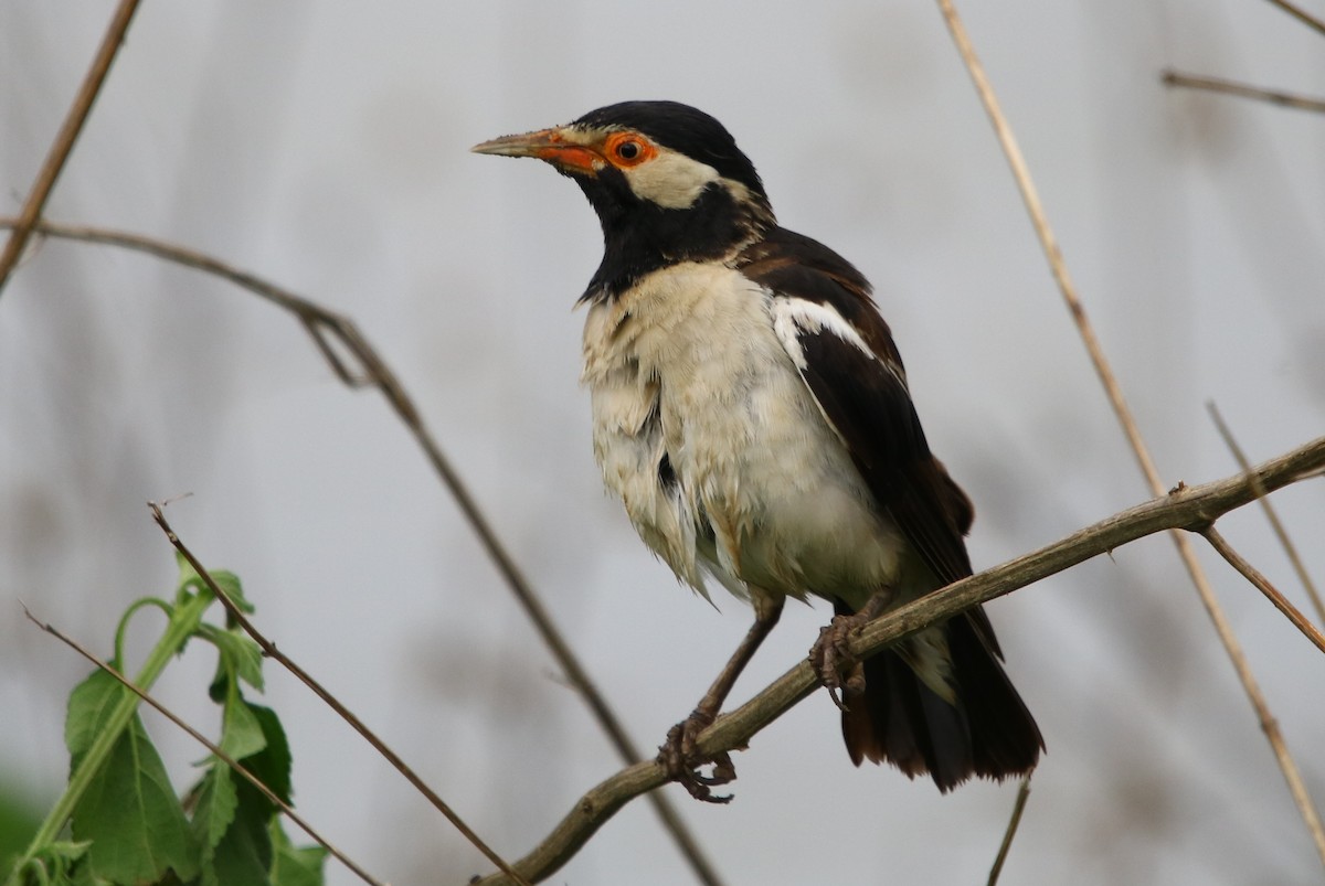 Asian Pied Starling - ML169505951