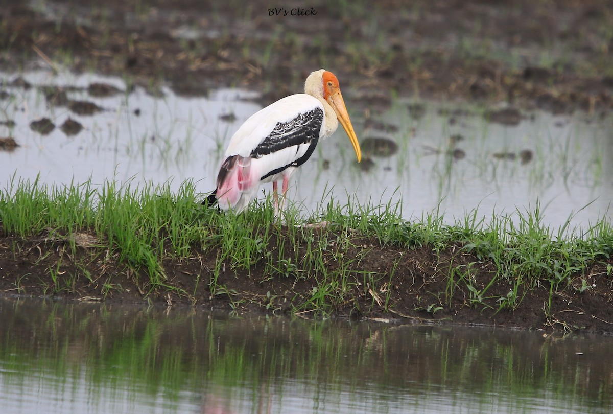 Painted Stork - Bhaarat Vyas