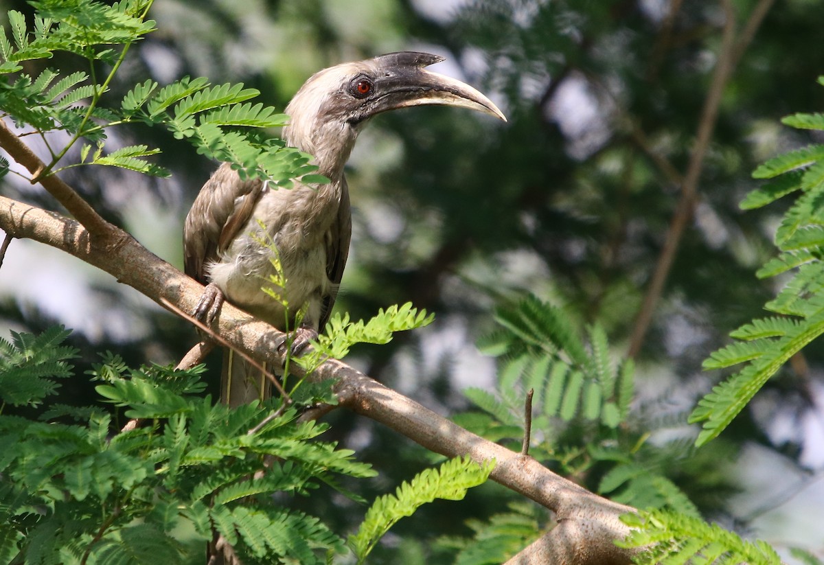Indian Gray Hornbill - ML169510691