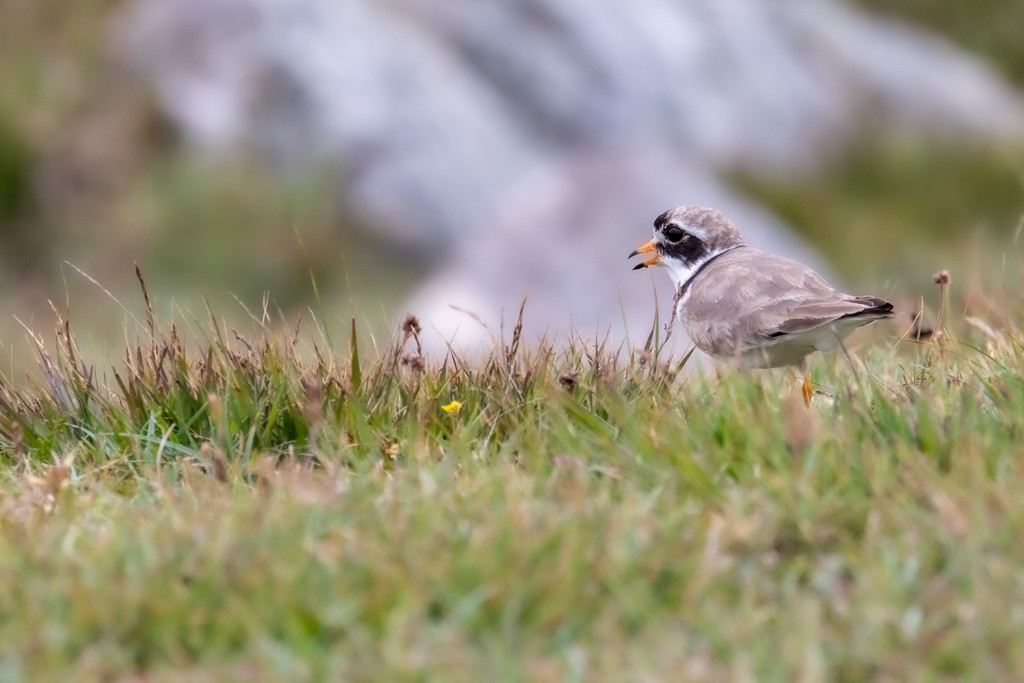 Common Ringed Plover - Andy Pollard / Falklands Nature