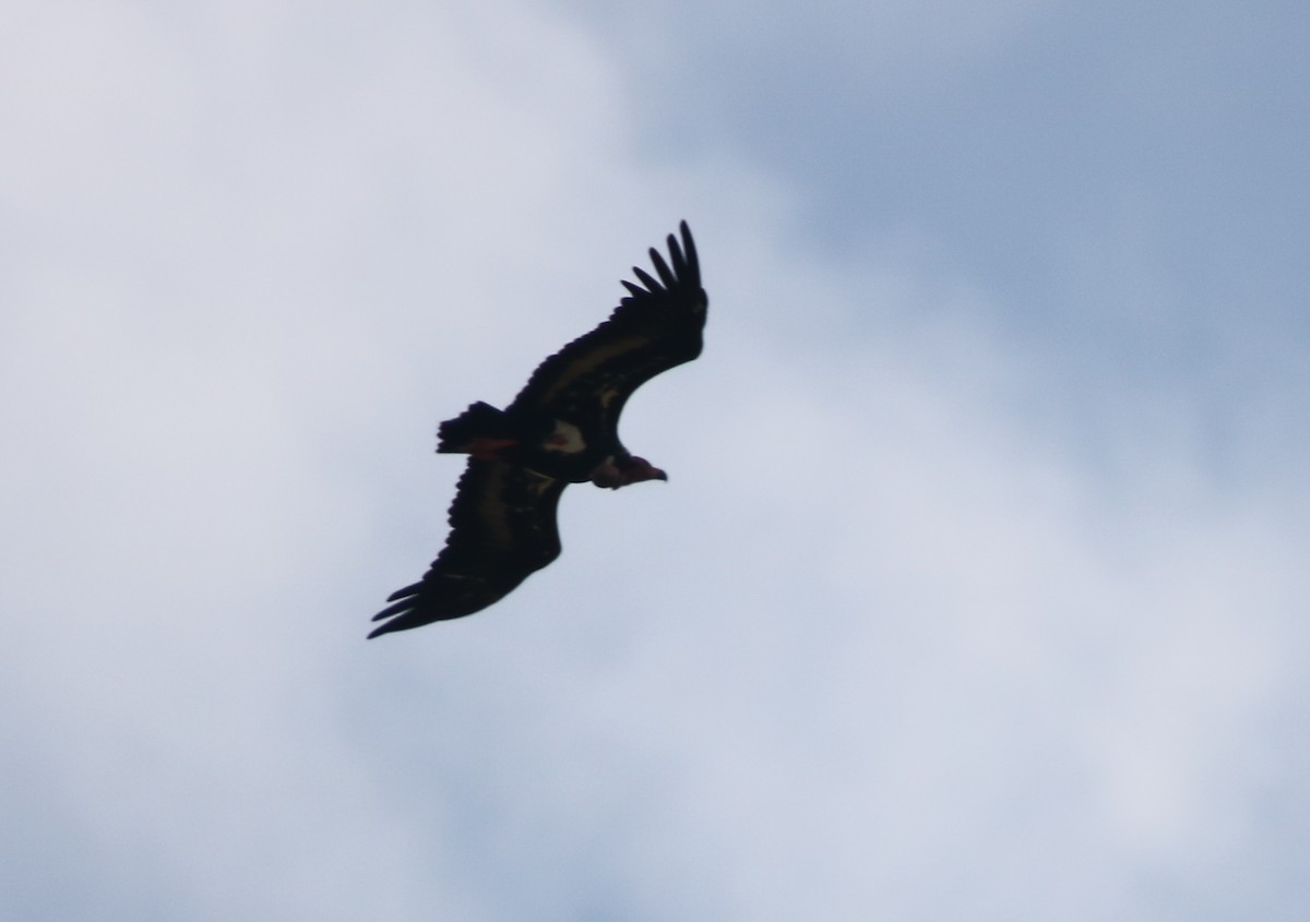 Red-headed Vulture - ML169513701