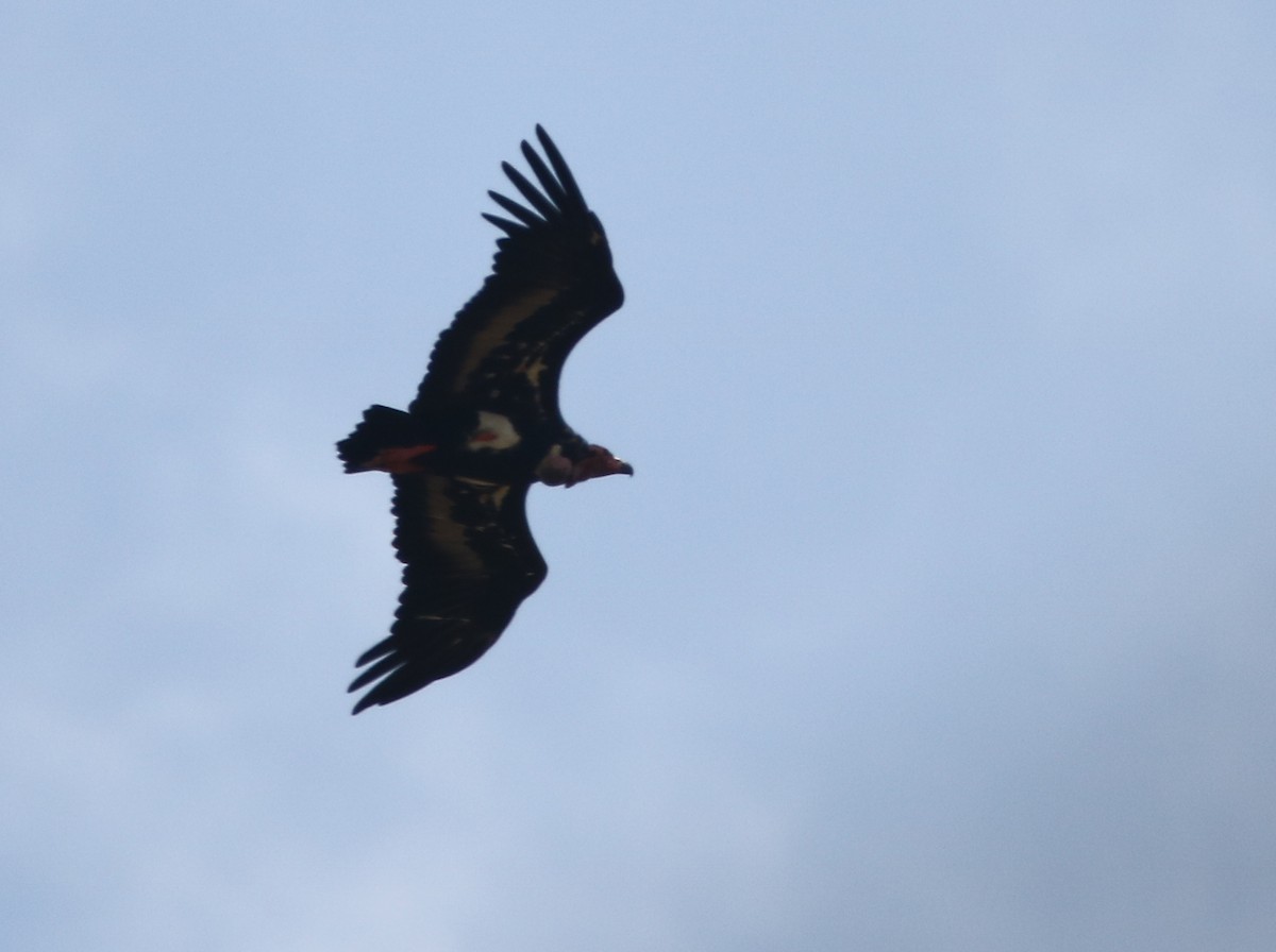 Red-headed Vulture - ML169513711