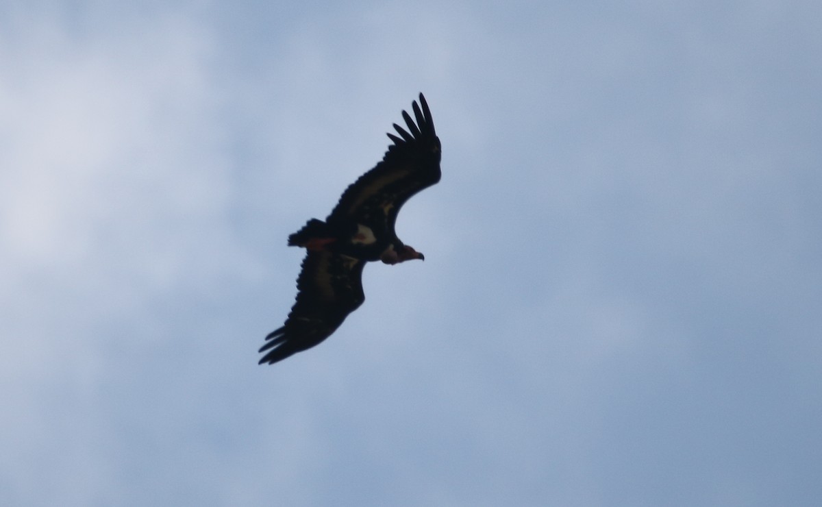 Red-headed Vulture - ML169513731