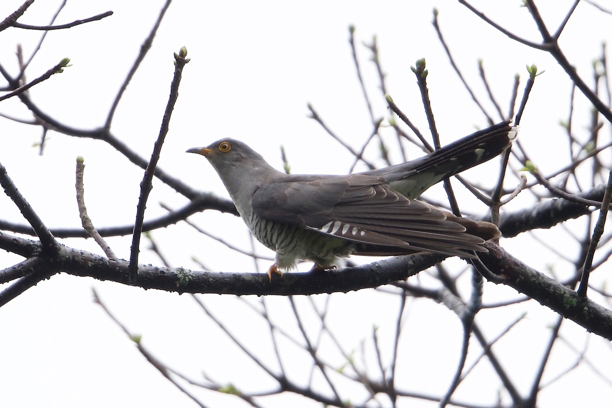 Common Cuckoo - Snehasis Sinha