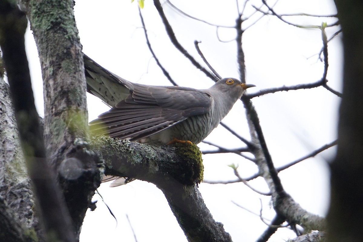 Common Cuckoo - Snehasis Sinha