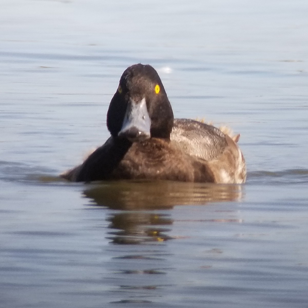 Greater Scaup - Donald Pendleton