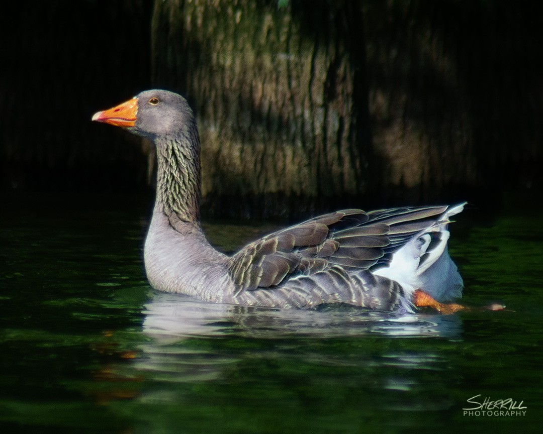 Graylag Goose (Domestic type) - ML169525841