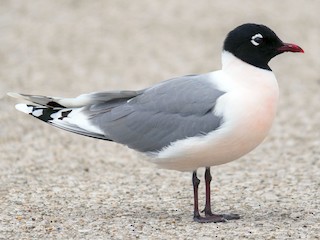 繁殖期の成鳥 - Joe Bailey - ML169529071