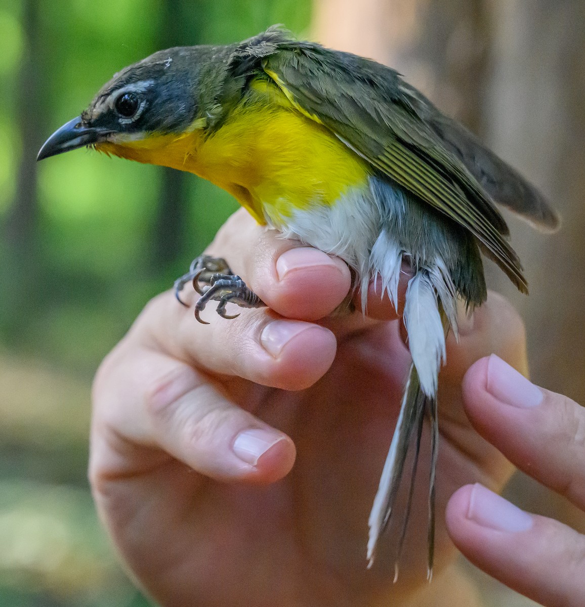 Yellow-breasted Chat - Norman Soskel