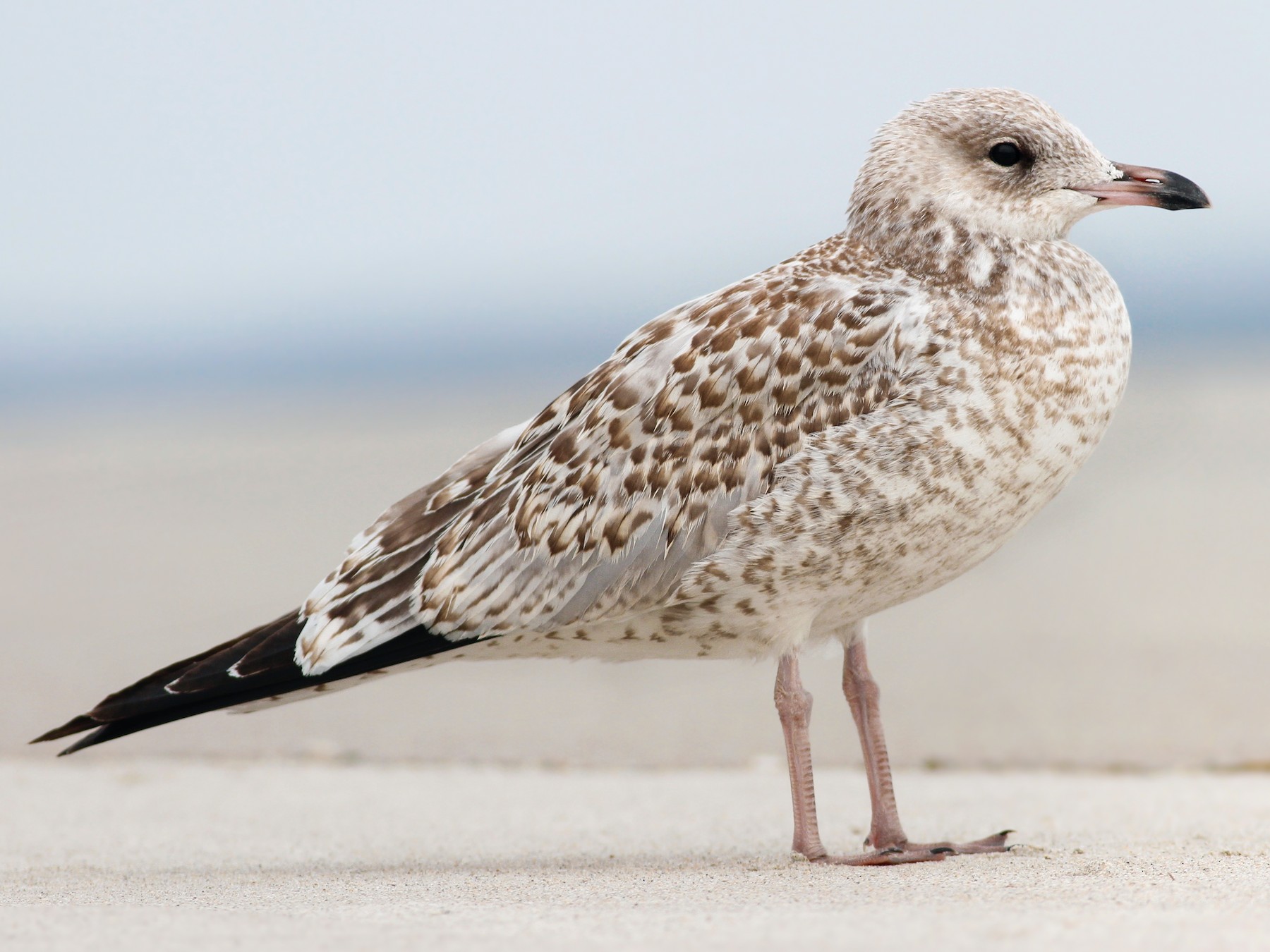 Ring-billed Gull - Davey Walters