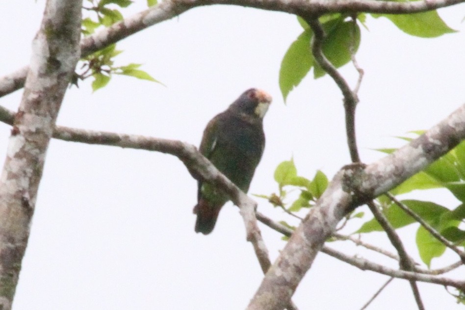 White-crowned Parrot - ML169531221
