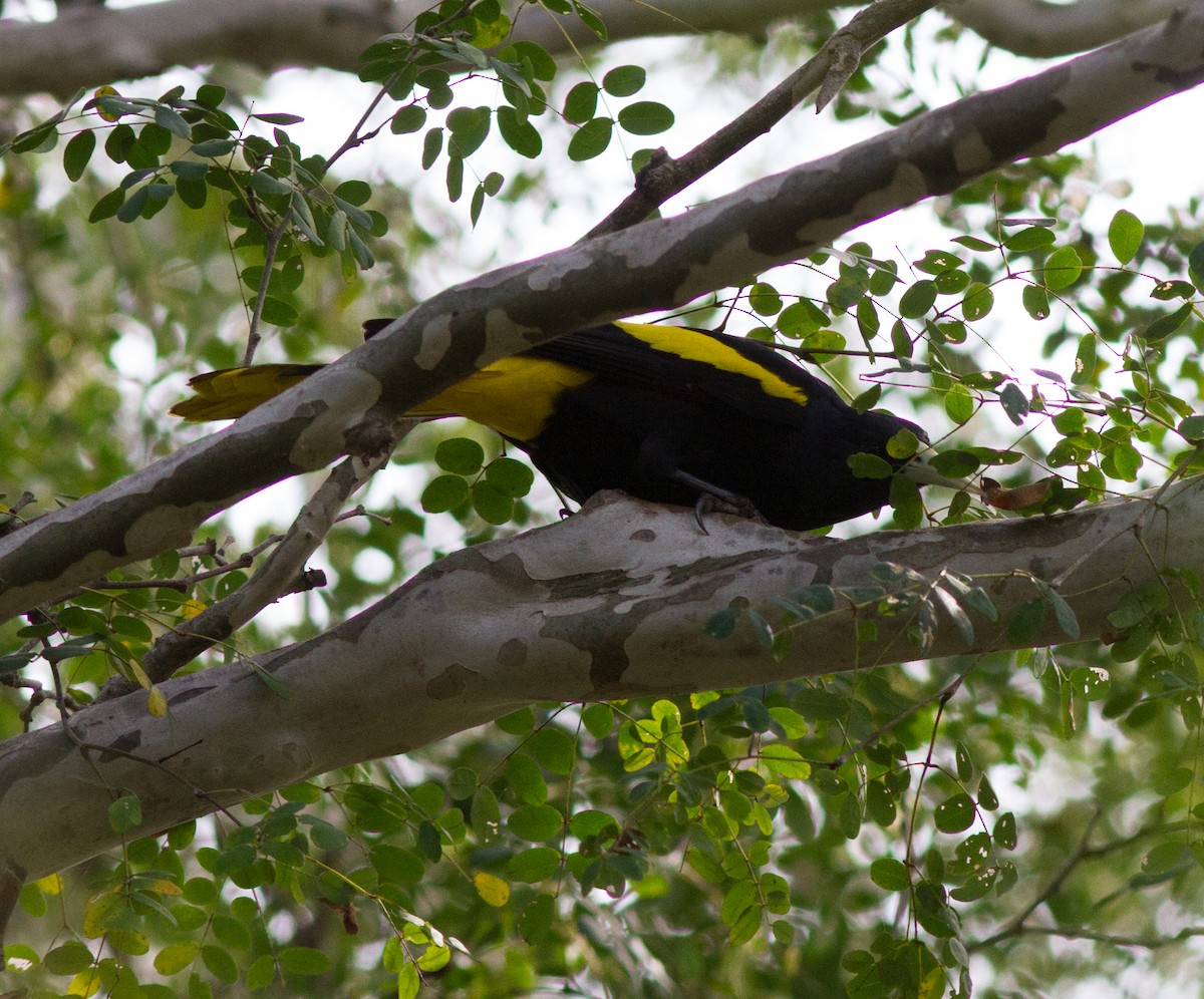 Yellow-winged Cacique - Cullen Hanks