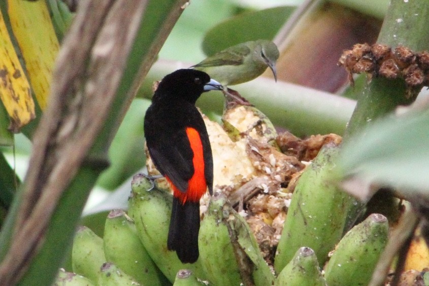 Scarlet-rumped Tanager - ML169533201