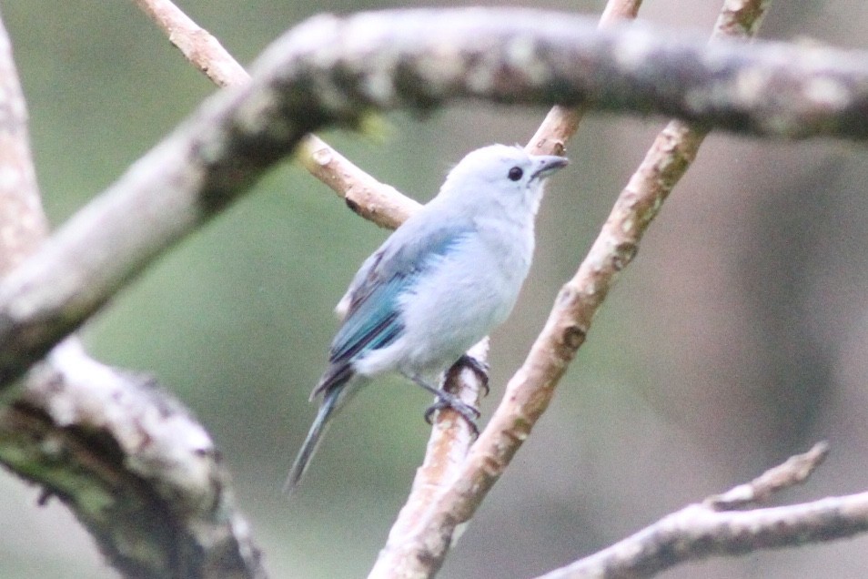 Blue-gray Tanager - ML169533271