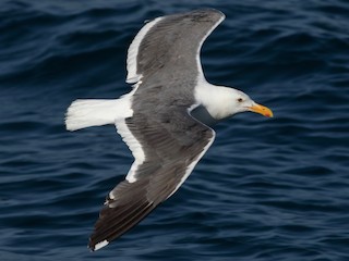 นกเต็มวัยในฤดูผสมพันธุ์ - Jack Rogers - ML169534121