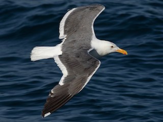  - Western Gull