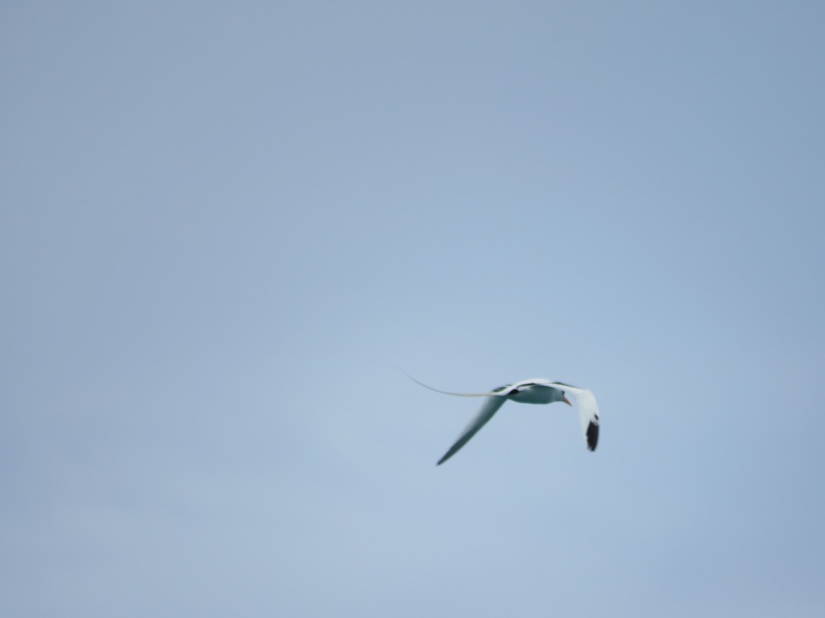 White-tailed Tropicbird - ML169535151