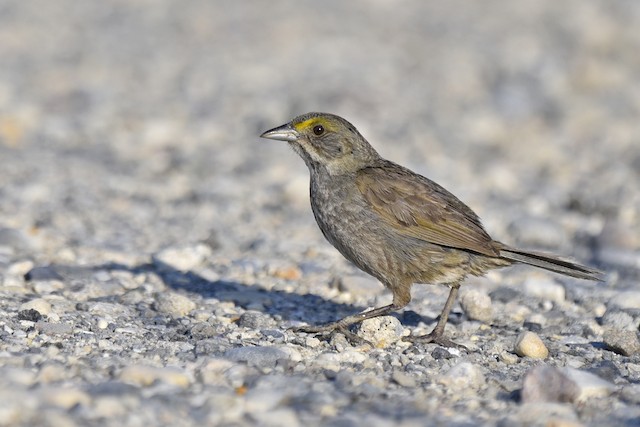 Alternate plumage lateral view (subspecies <em class="SciName notranslate">maritima</em>). - Seaside Sparrow (Atlantic) - 