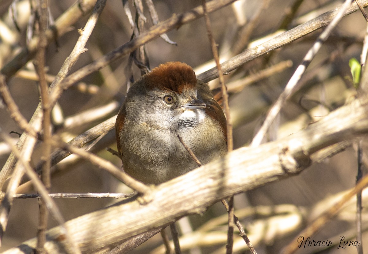 Sooty-fronted Spinetail - ML169536411