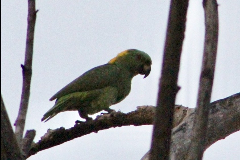 Yellow-naped Parrot - Reid Hardin