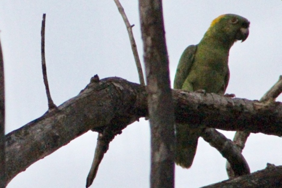 Yellow-naped Parrot - ML169536721