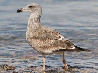 キアシオオセグロカモメ - eBird