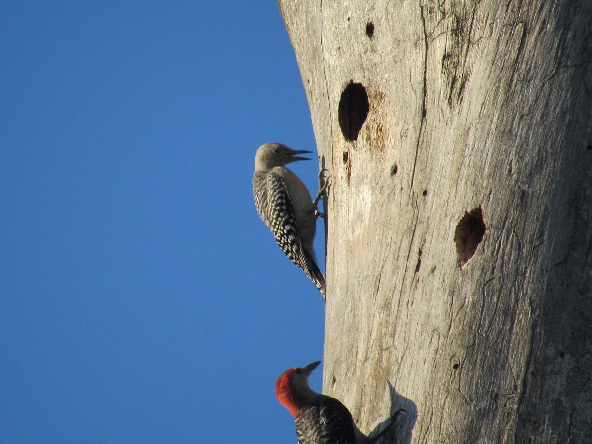 Red-bellied Woodpecker - ML169537361