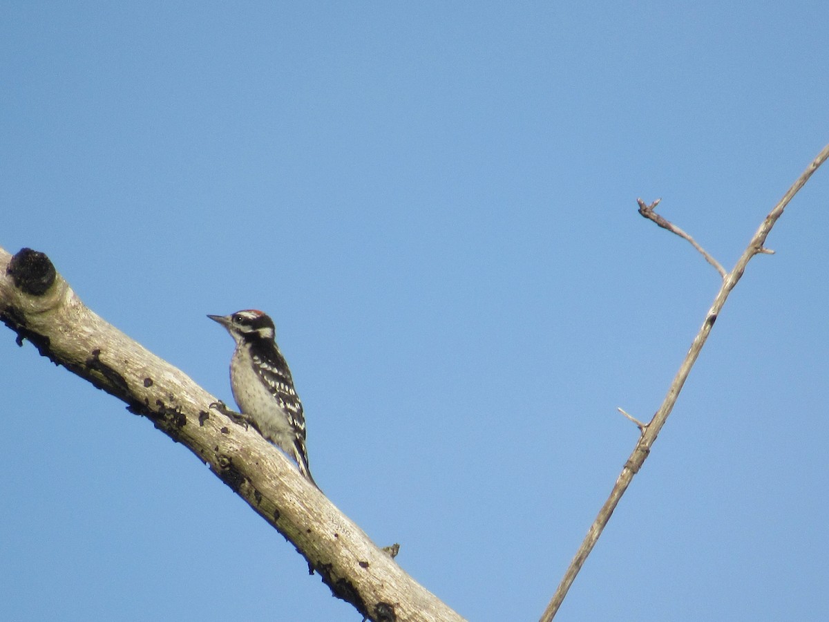 Downy Woodpecker - ML169537511
