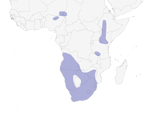 Distribution of the Cape Teal - Range Map