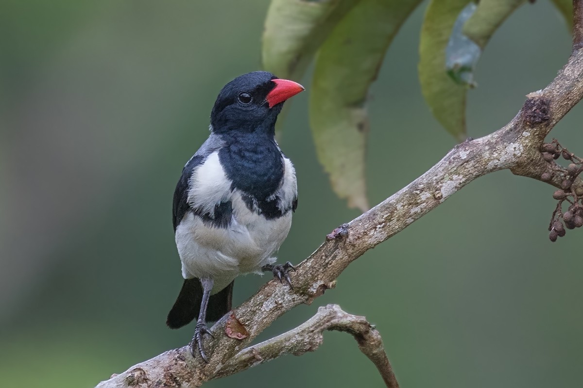 Red-billed Pied Tanager - ML169541451