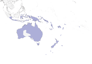 Distribution of the Pacific Black Duck - Range Map